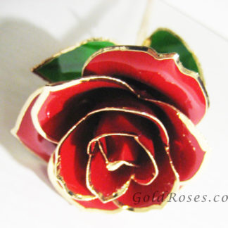 Red Gold Rose Closeup Front