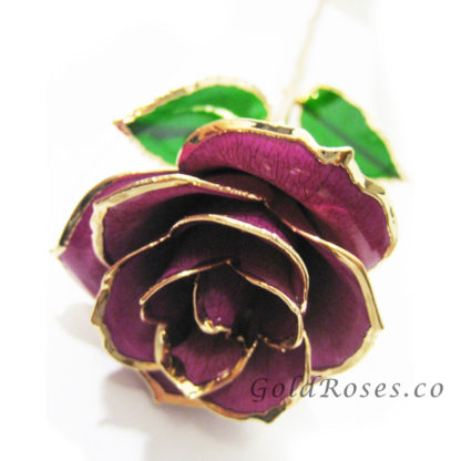 Violet Gold Rose Front Closeup