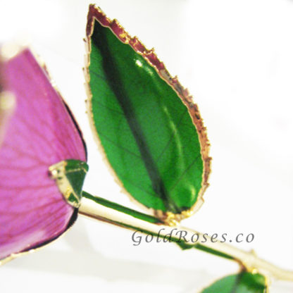 Violet Gold Rose Leaf Closeup